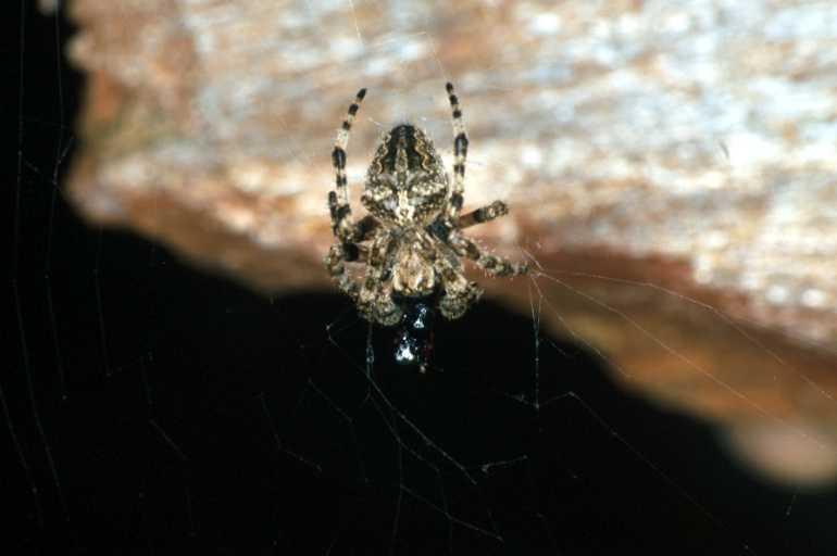 Araneus_ZZXYX_P1383_Z_78_Porto Kaio_Griekenland.jpg